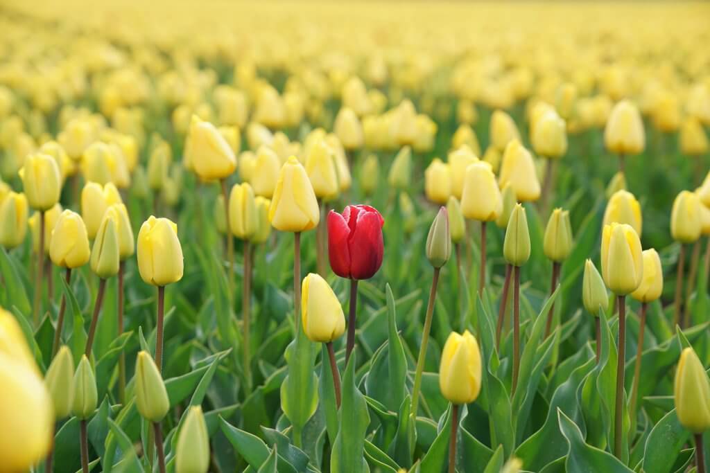 One red tulip standing out in a field of yellow